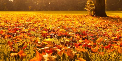 Leaf Removal, Leaf Removal service, Fall Clean Up, Spring Clean Up, Leaf Removal, Leaf Removal service, Fall Clean Up, Spring Clean Up,