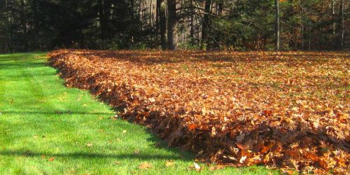 Leaf Removal, Leaf Removal service, Fall Clean Up, Spring Clean Up, Leaf Removal, Leaf Removal service, Fall Clean Up, Spring Clean Up,